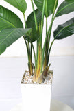 Birds of Paradise F: with Tall White Planter