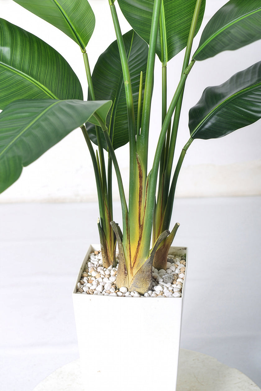 Birds of Paradise F: with Tall White Planter