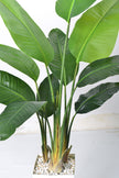 Birds of Paradise F: with Tall White Planter