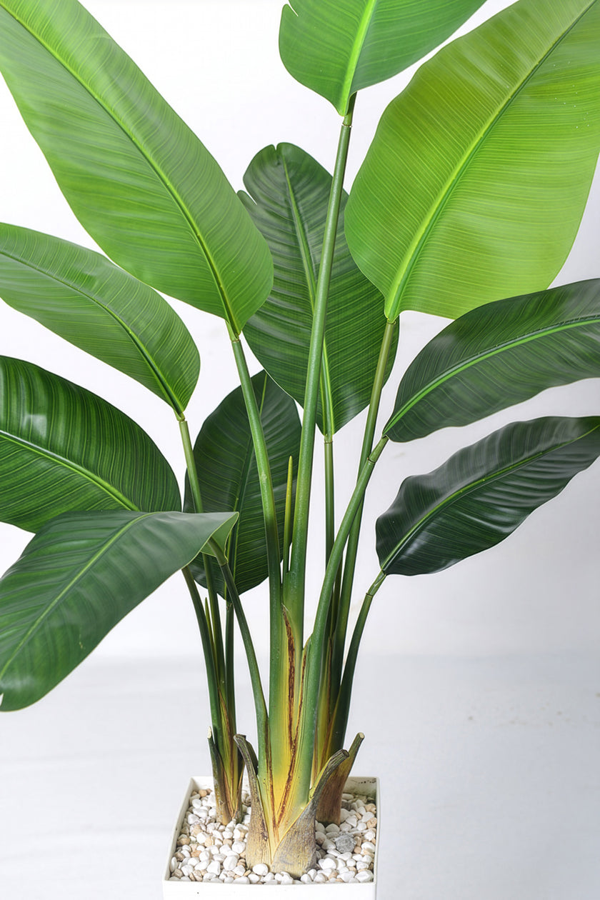 Birds of Paradise F: with Tall White Planter