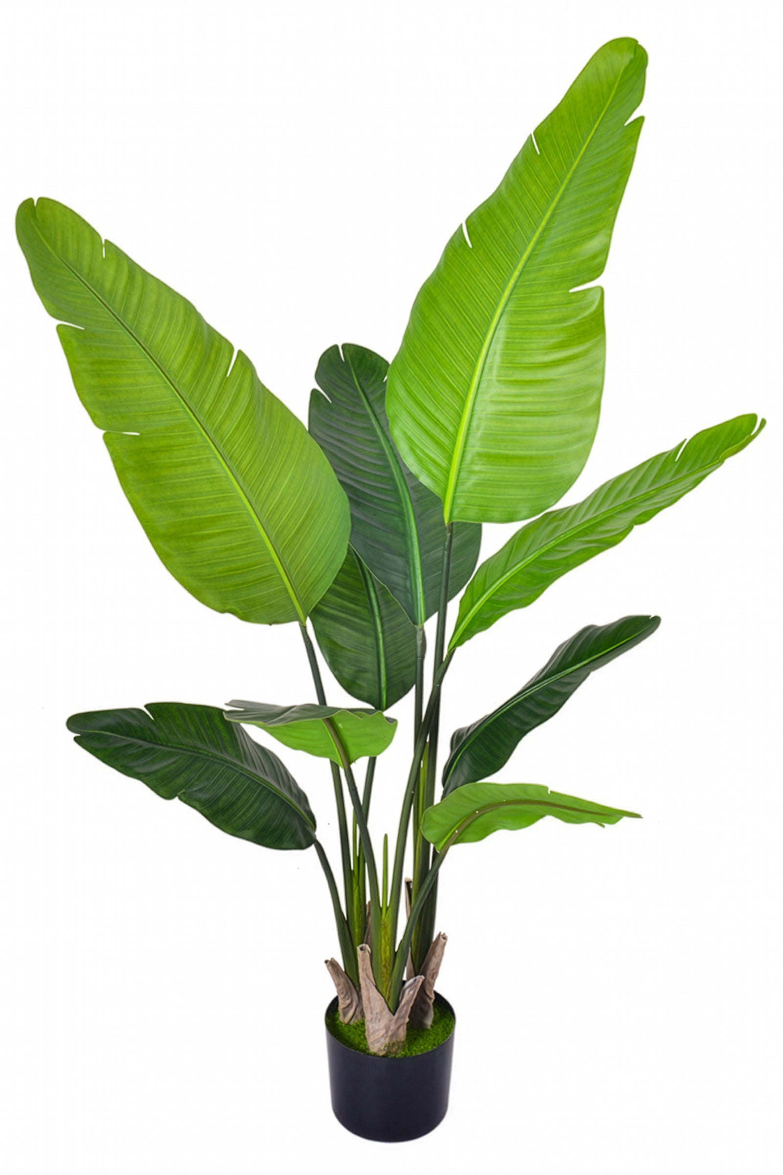 Birds of Paradise H: with Multiple Trunks and Dense Foliage