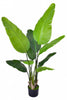 Birds of Paradise H: with Multiple Trunks and Dense Foliage
