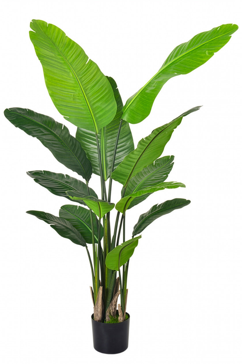 Birds of Paradise H: with Multiple Trunks and Dense Foliage
