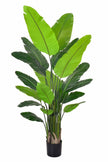Birds of Paradise H: with Multiple Trunks and Dense Foliage