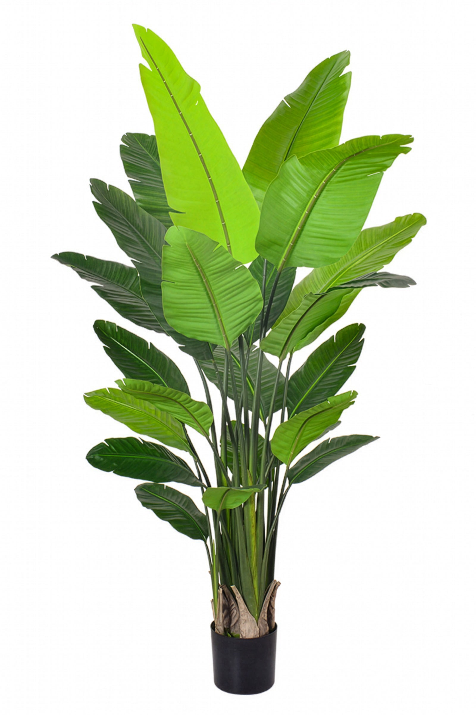 Birds of Paradise H: with Multiple Trunks and Dense Foliage