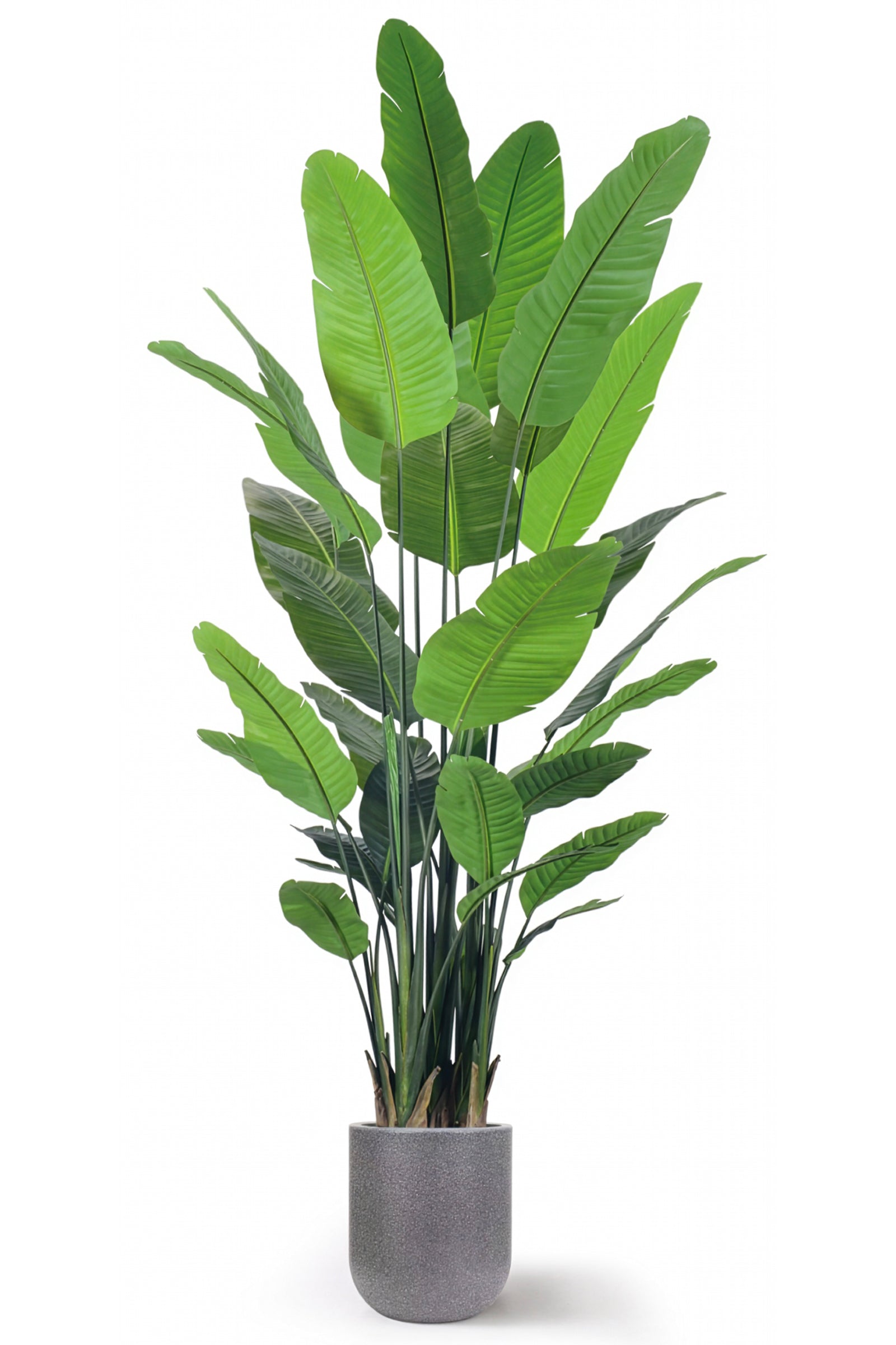 Birds of Paradise H: with Multiple Trunks and Dense Foliage
