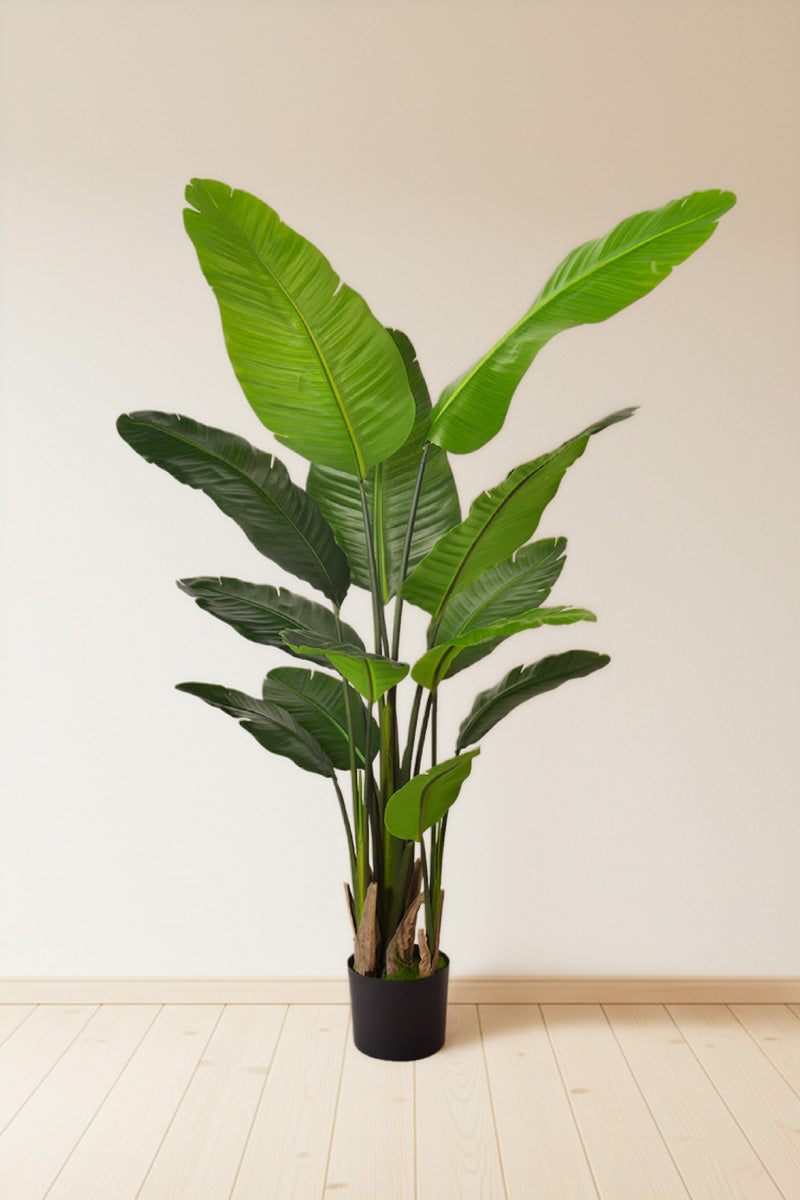 Birds of Paradise H: with Multiple Trunks and Dense Foliage