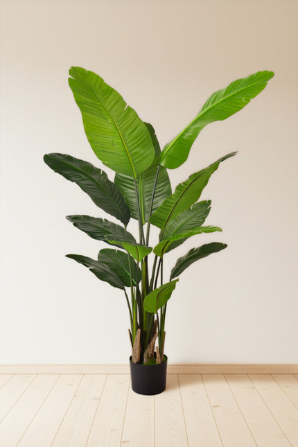 Birds of Paradise H: with Multiple Trunks and Dense Foliage