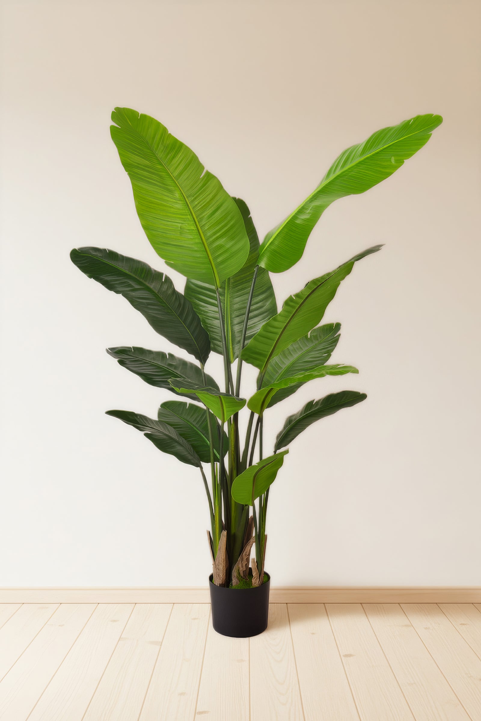 Birds of Paradise H: with Multiple Trunks and Dense Foliage