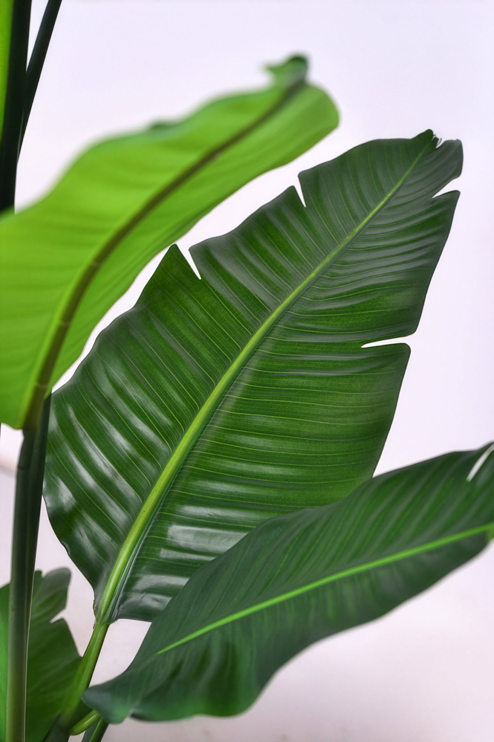 Birds of Paradise H: with Multiple Trunks and Dense Foliage