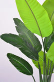 Birds of Paradise H: with Multiple Trunks and Dense Foliage