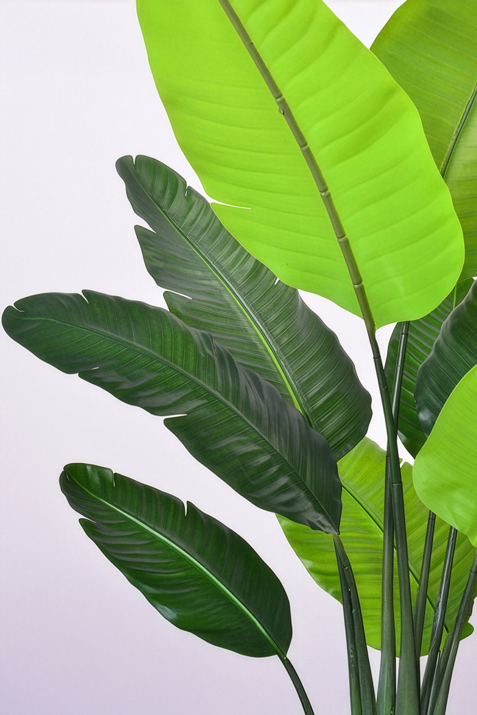 Birds of Paradise H: with Multiple Trunks and Dense Foliage