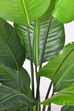 Birds of Paradise H: with Multiple Trunks and Dense Foliage