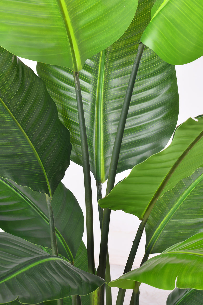 Birds of Paradise H: with Multiple Trunks and Dense Foliage