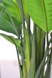 Birds of Paradise H: with Multiple Trunks and Dense Foliage