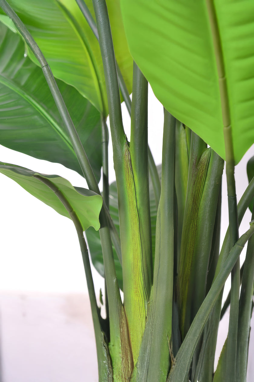 Birds of Paradise H: with Multiple Trunks and Dense Foliage