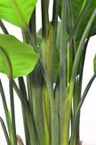 Birds of Paradise H: with Multiple Trunks and Dense Foliage