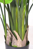Birds of Paradise H: with Multiple Trunks and Dense Foliage