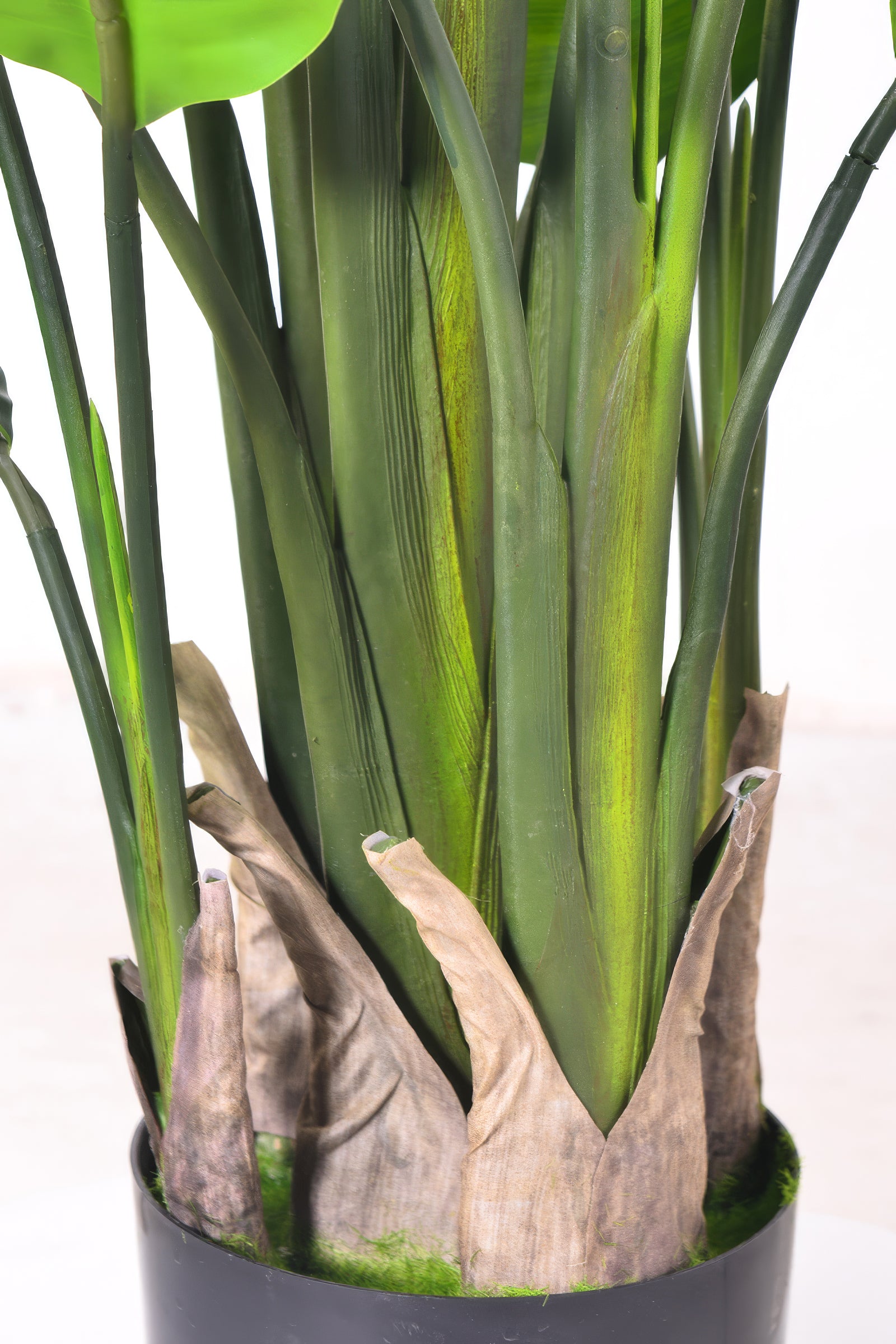 Birds of Paradise H: with Multiple Trunks and Dense Foliage