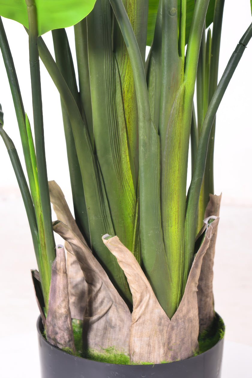 Birds of Paradise H: with Multiple Trunks and Dense Foliage