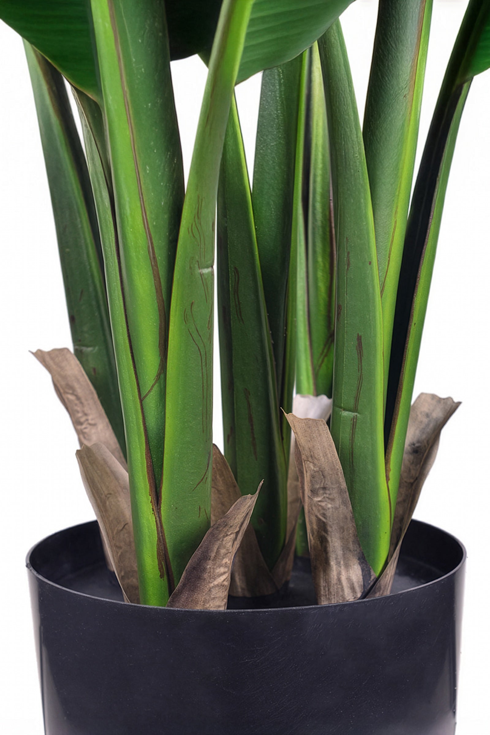 Birds of Paradise L: Traveler’s Palm Large Tropical Statement Tree