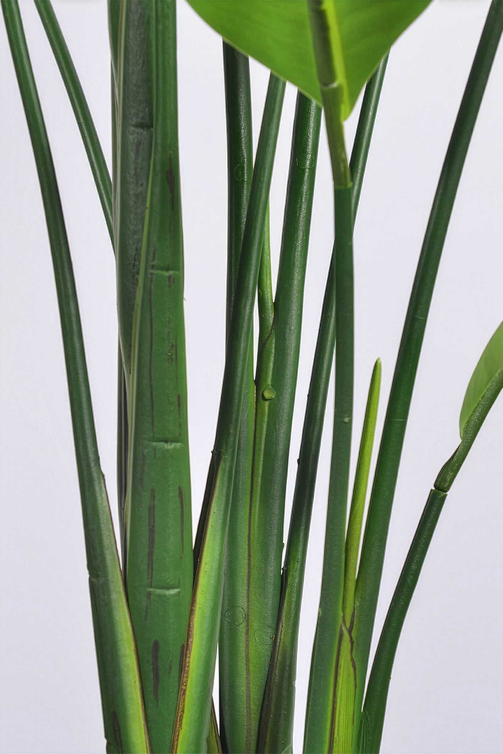 Birds of Paradise L: Traveler’s Palm Large Tropical Statement Tree