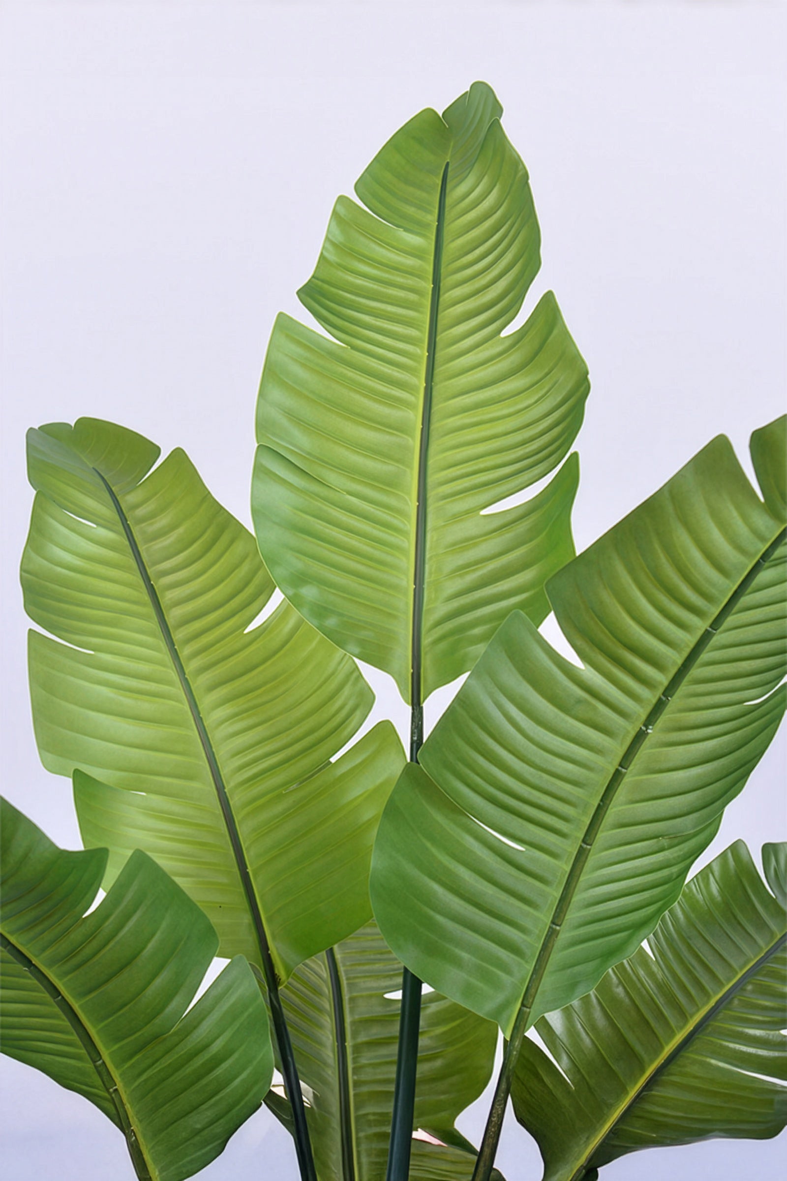 Birds of Paradise L: Traveler’s Palm Large Tropical Statement Tree