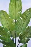 Birds of Paradise L: Traveler’s Palm Large Tropical Statement Tree