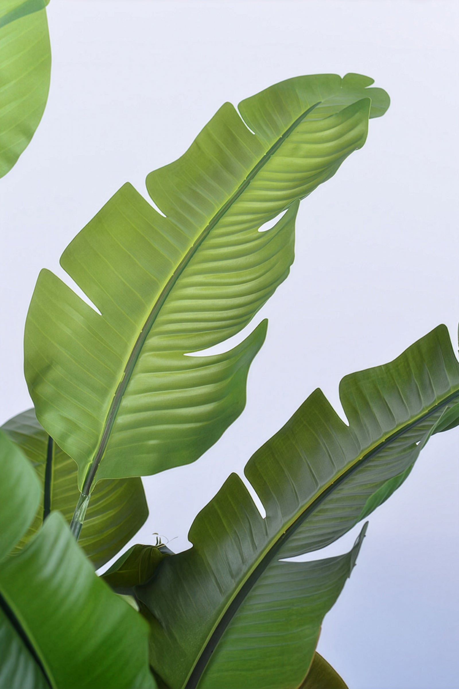 Birds of Paradise L: Traveler’s Palm Large Tropical Statement Tree