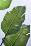 Birds of Paradise L: Traveler’s Palm Large Tropical Statement Tree
