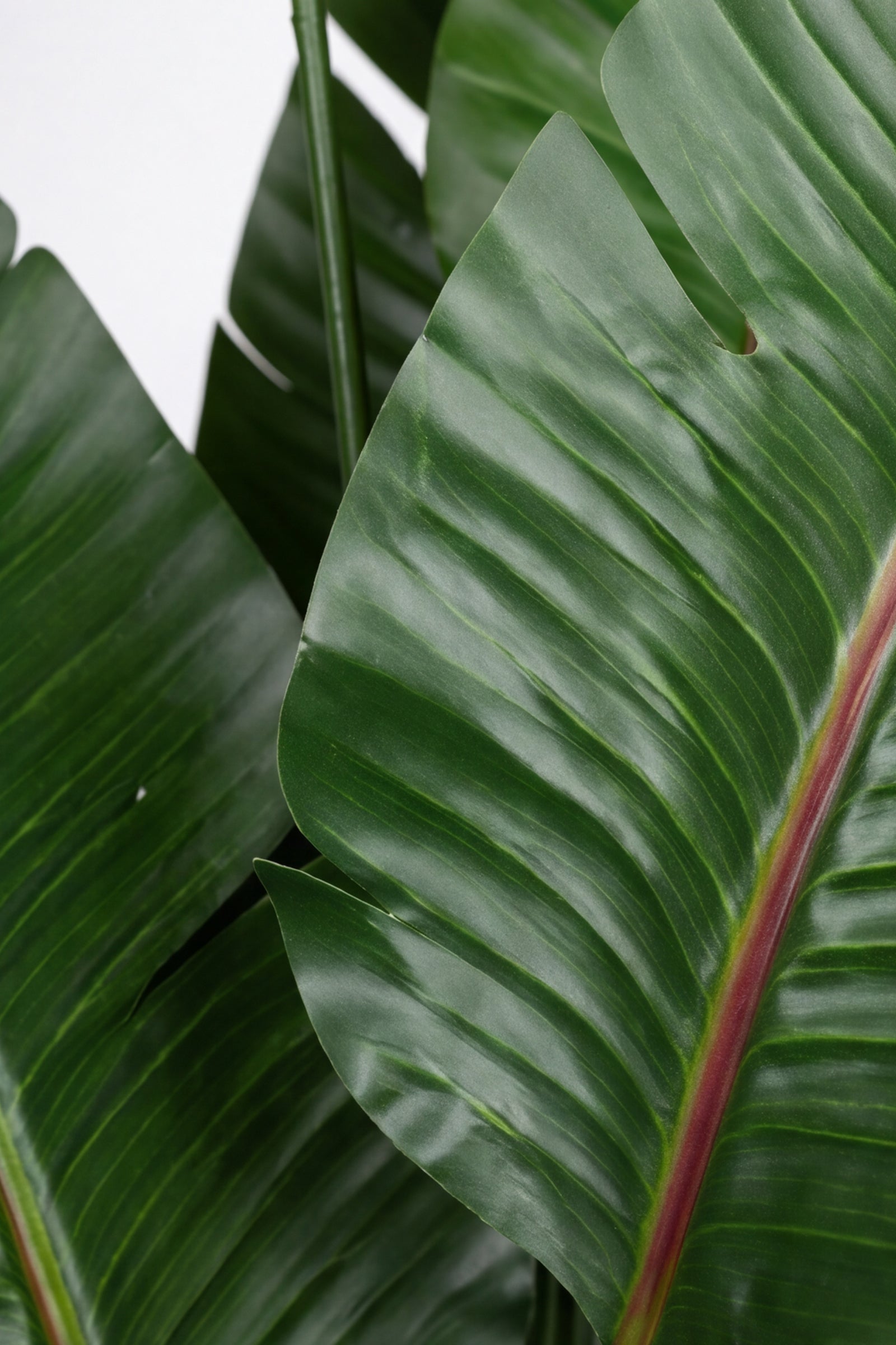 Birds of Paradise N: 3D-Printed Artificial Birds of Paradise with White Planter