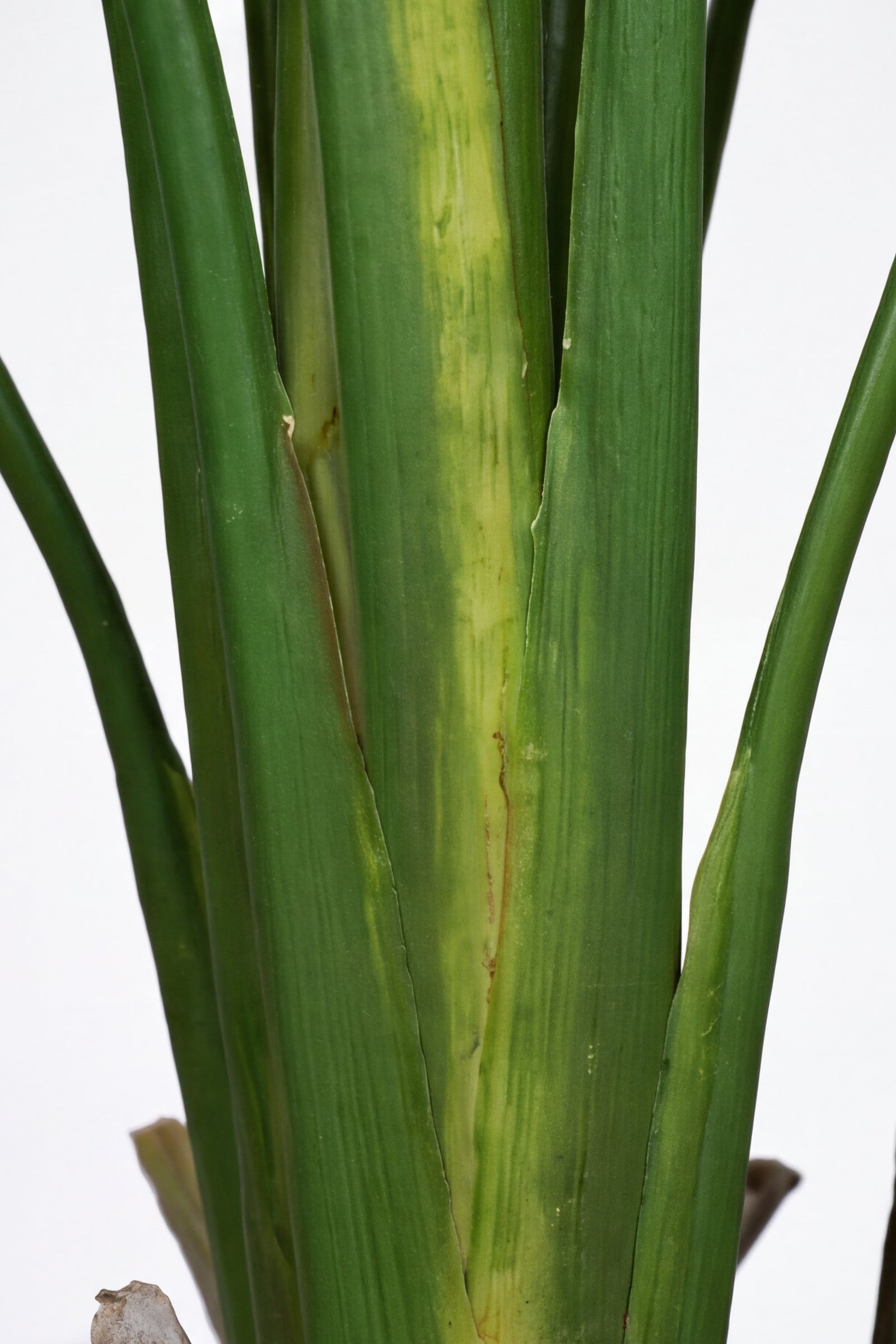 Birds of Paradise N: 3D-Printed Artificial Birds of Paradise with White Planter