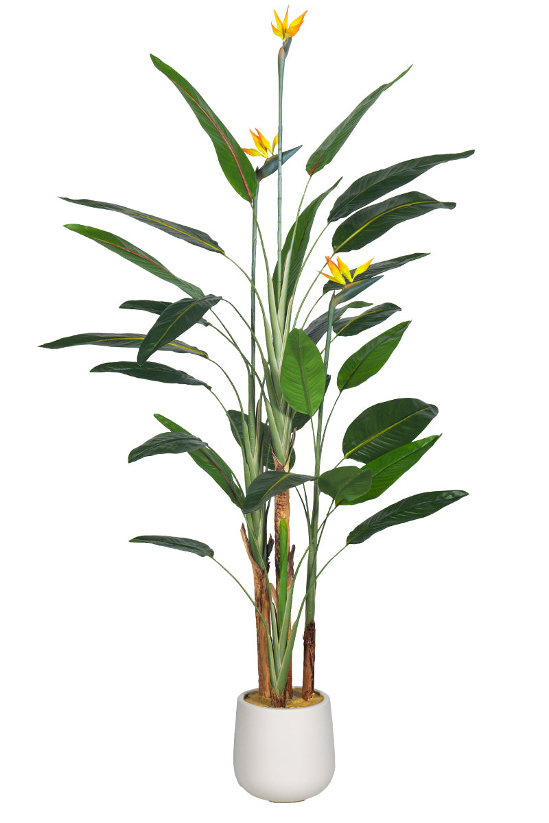 Birds of Paradise A: with Flowers and Detachable Leaves