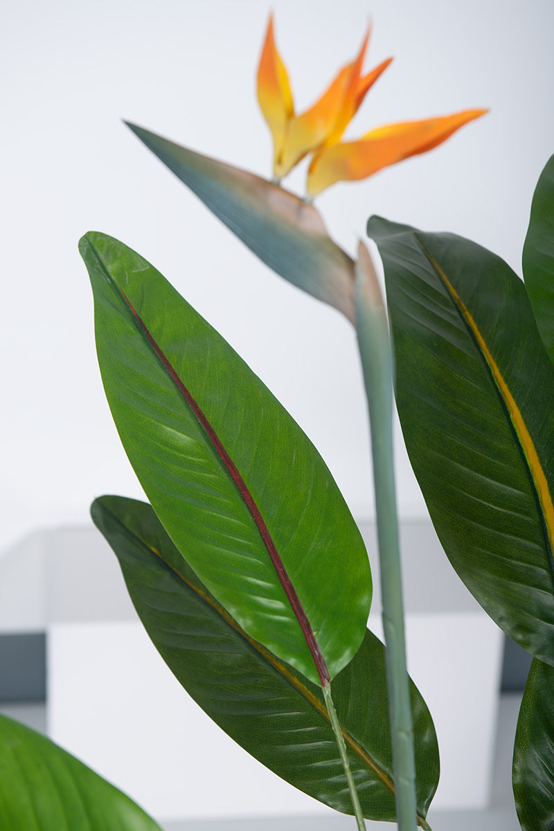 Birds of Paradise A: with Flowers and Detachable Leaves