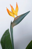 Paradijsvogels A: met Bloemen en Afneembare Bladeren