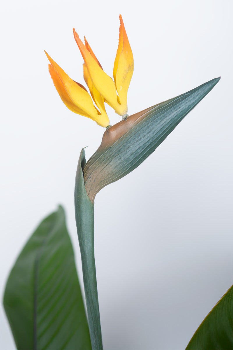 Birds of Paradise A: with Flowers and Detachable Leaves