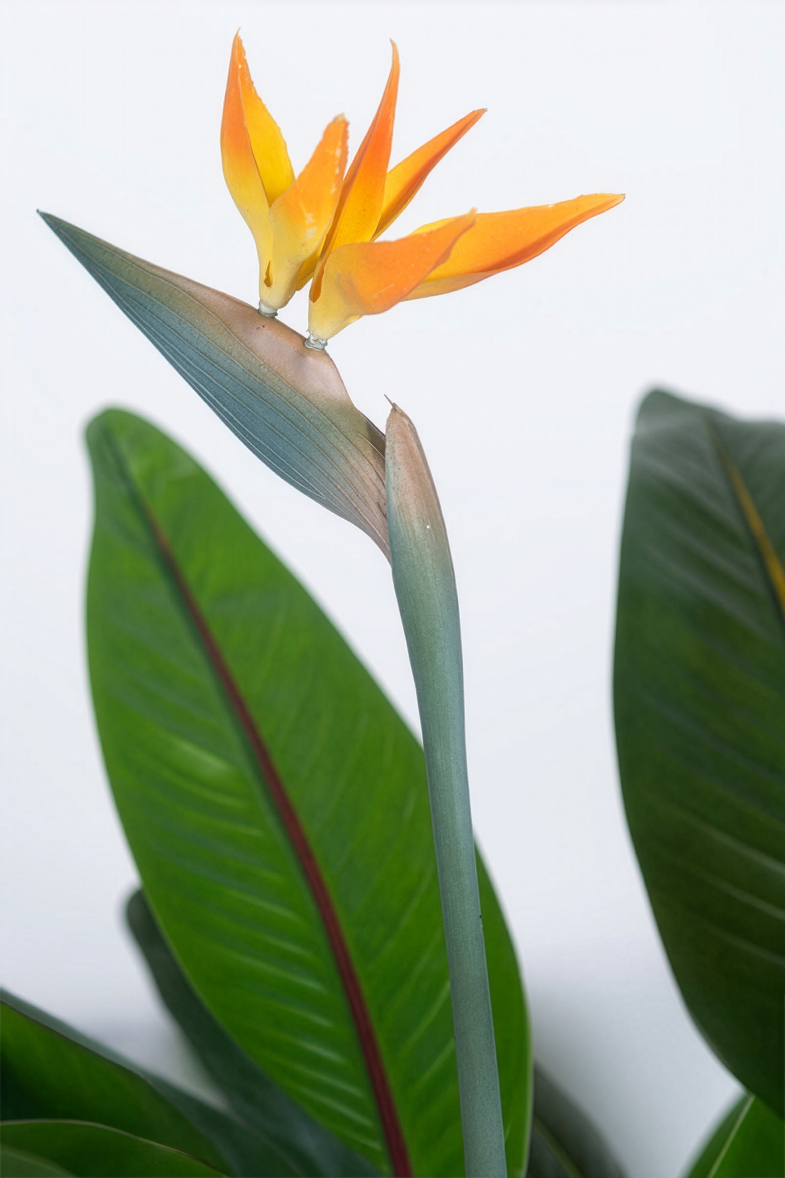 Paradijsvogels A: met Bloemen en Afneembare Bladeren