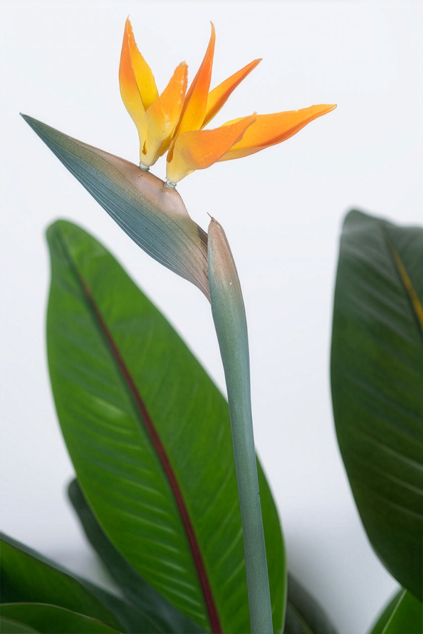 Paradijsvogels A: met Bloemen en Afneembare Bladeren