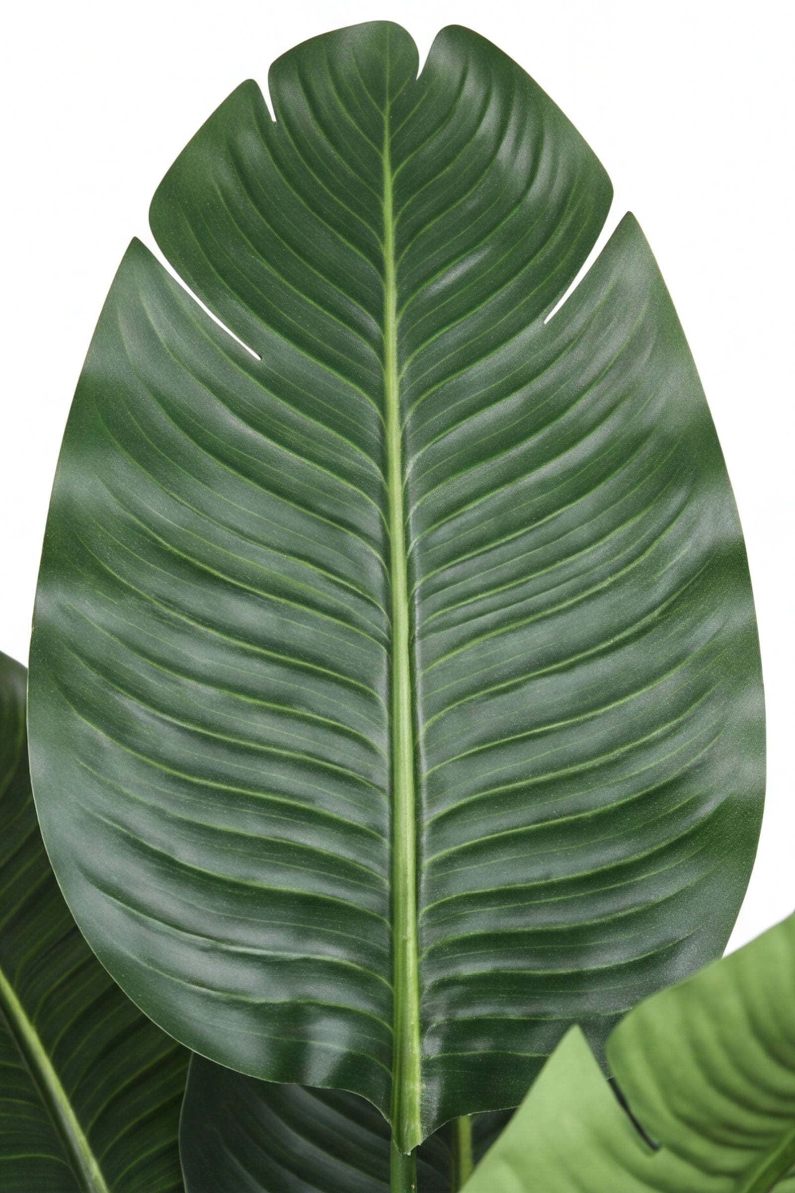 Birds of Paradise M: 3D-Printed Artificial Traveller’s Palm with Textured Tall Planter