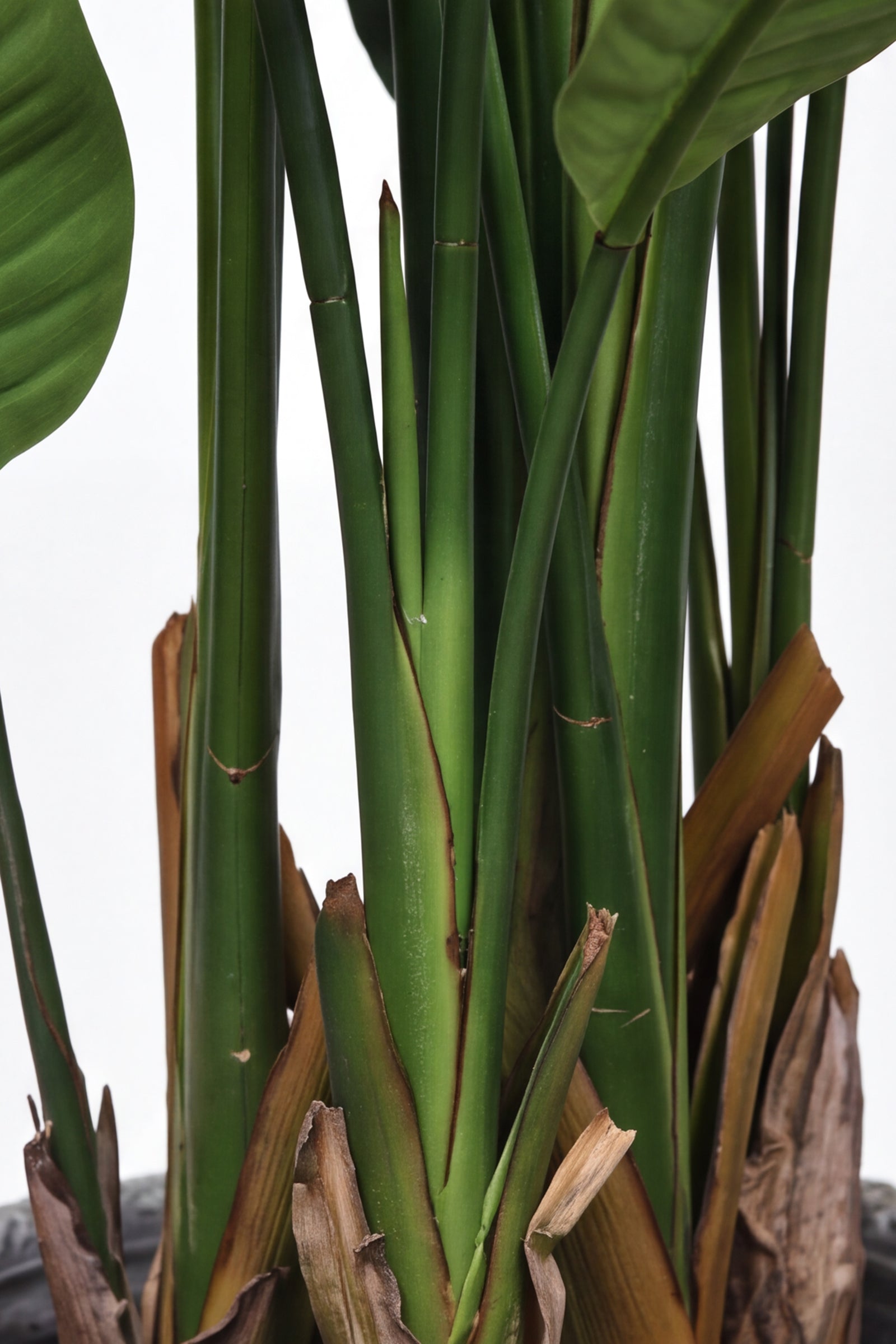 Birds of Paradise M: 3D-Printed Artificial Traveller’s Palm with Textured Tall Planter