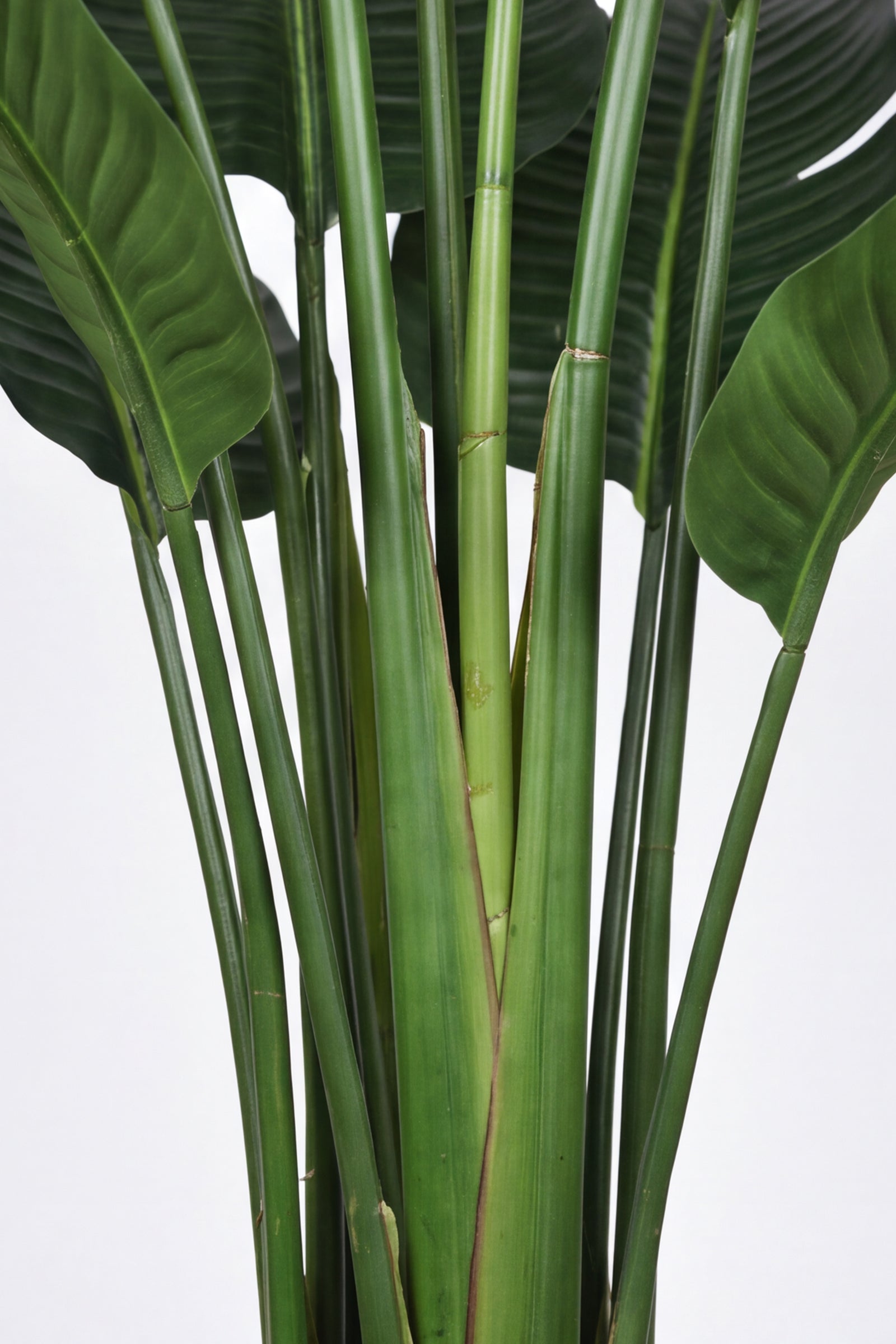 Birds of Paradise M: 3D-Printed Artificial Traveller’s Palm with Textured Tall Planter