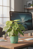 Artificial Alocasia Birkin Plant in Pot
