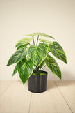 Artificial Alocasia Birkin Plant in Pot