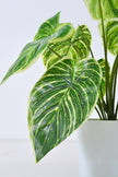 Artificial Alocasia Birkin Plant in Pot