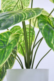 Artificial Alocasia Birkin Plant in Pot
