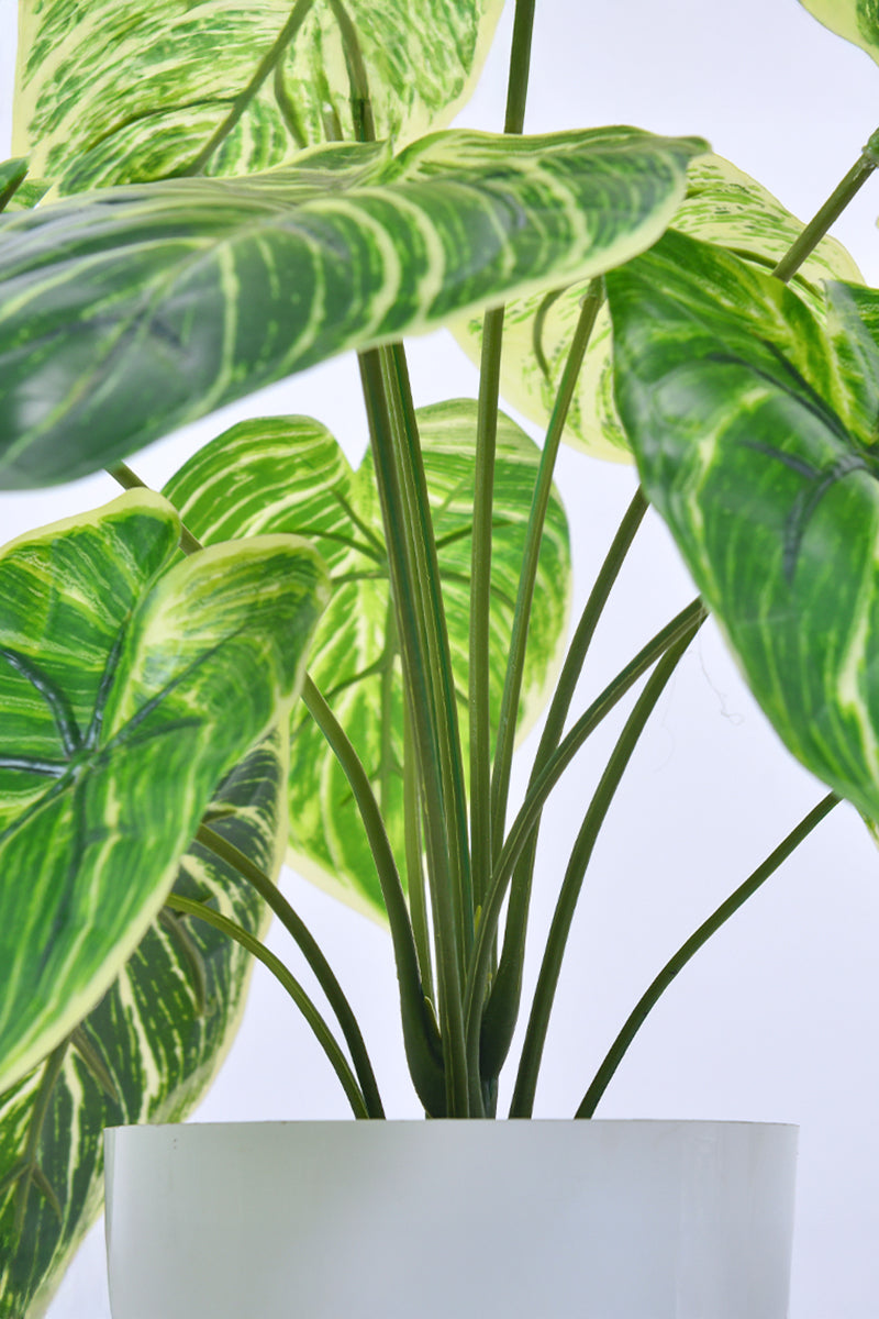 Artificial Alocasia Birkin Plant in Pot