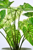 Artificial Alocasia Birkin Plant in Pot
