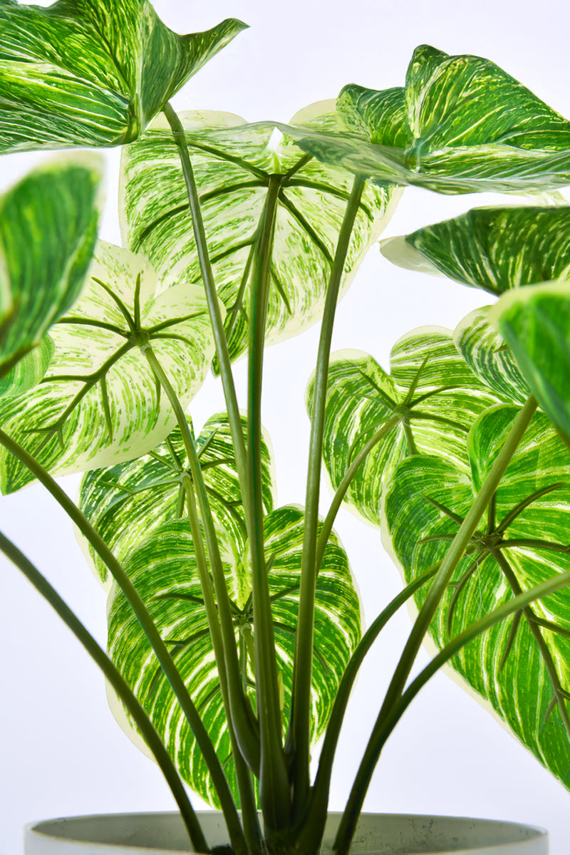 Artificial Alocasia Birkin Plant in Pot
