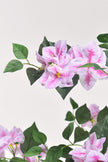 Bougainvillea A: Tree with Light Pink Flowers and Vines