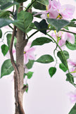 Bougainvillea A: Tree with Light Pink Flowers and Vines